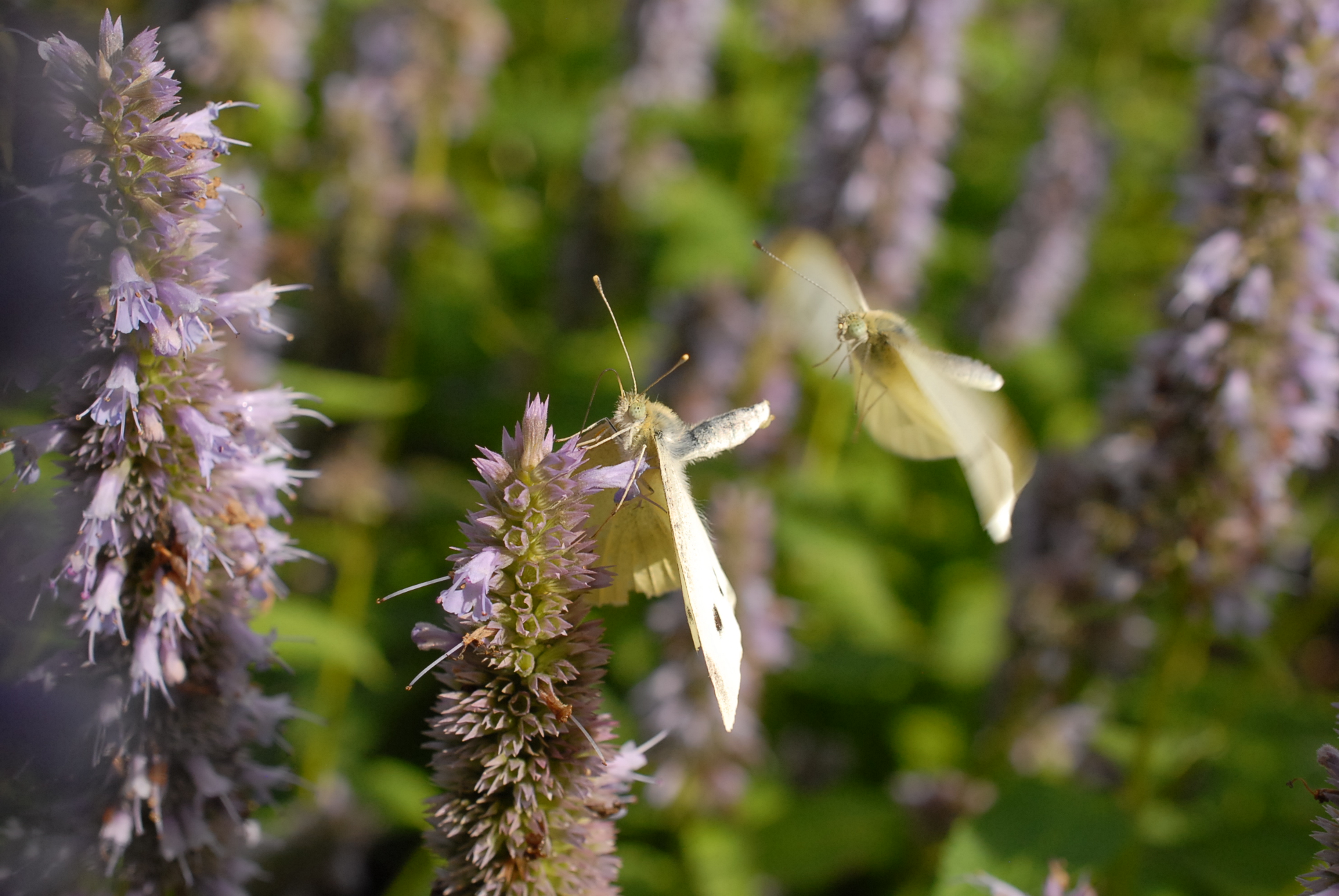 de-vlinder-voortplanting