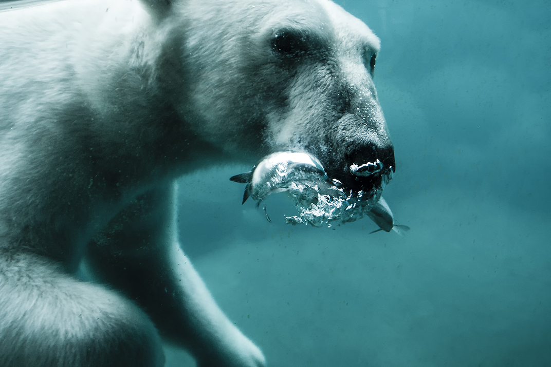ijsbeer-met-vis