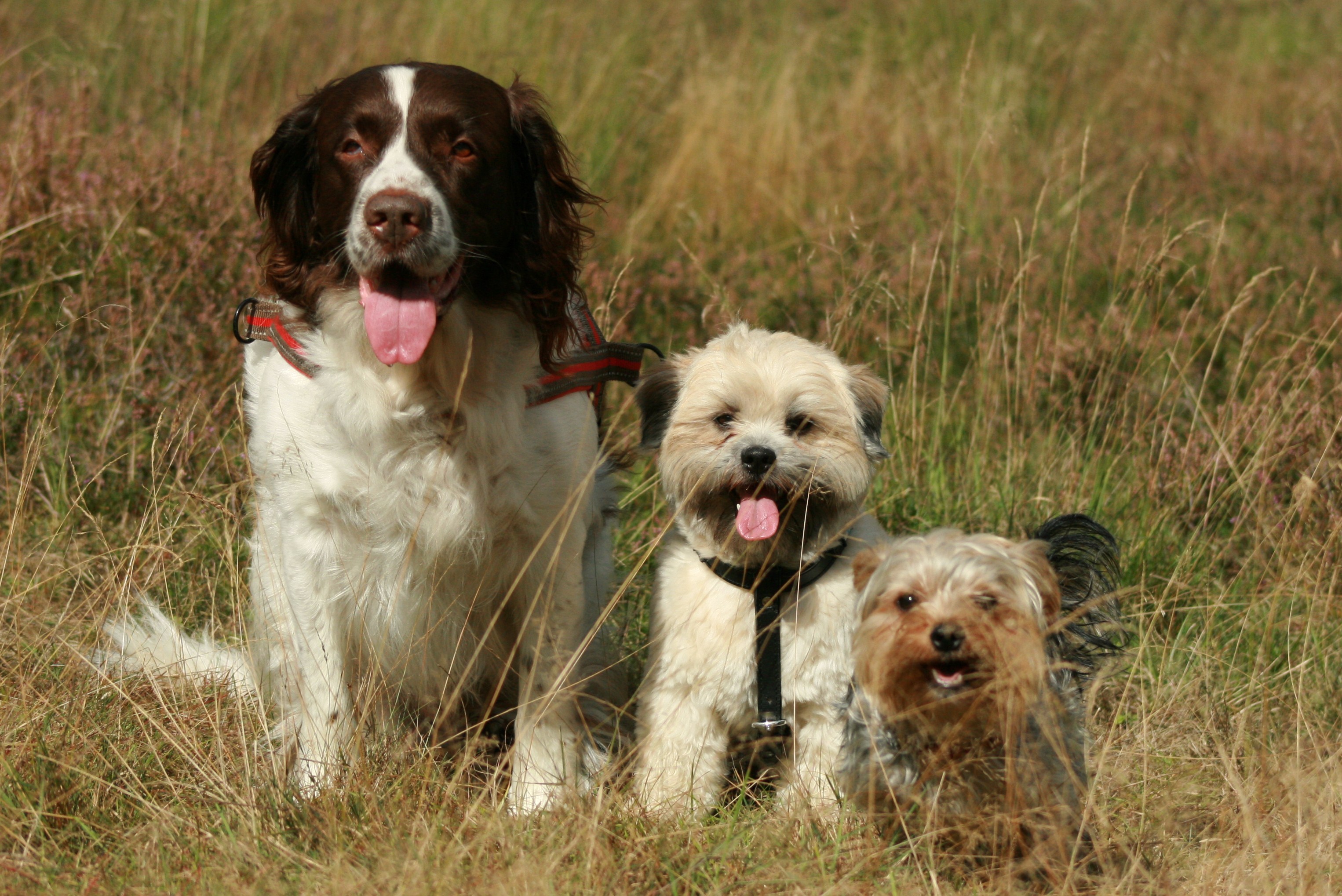 portret-van-de-hondjes