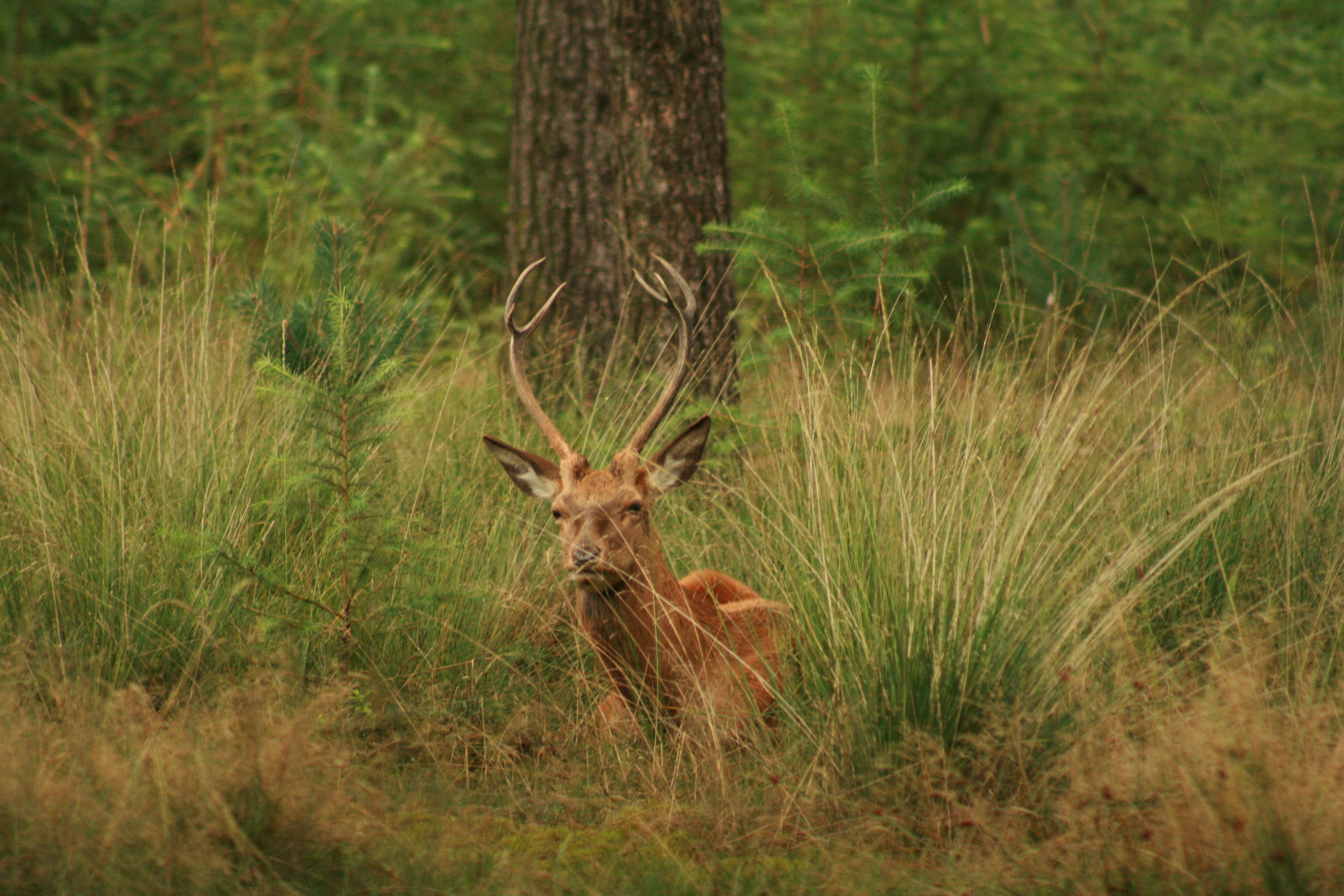 mijn-eerste-hertje-gespot