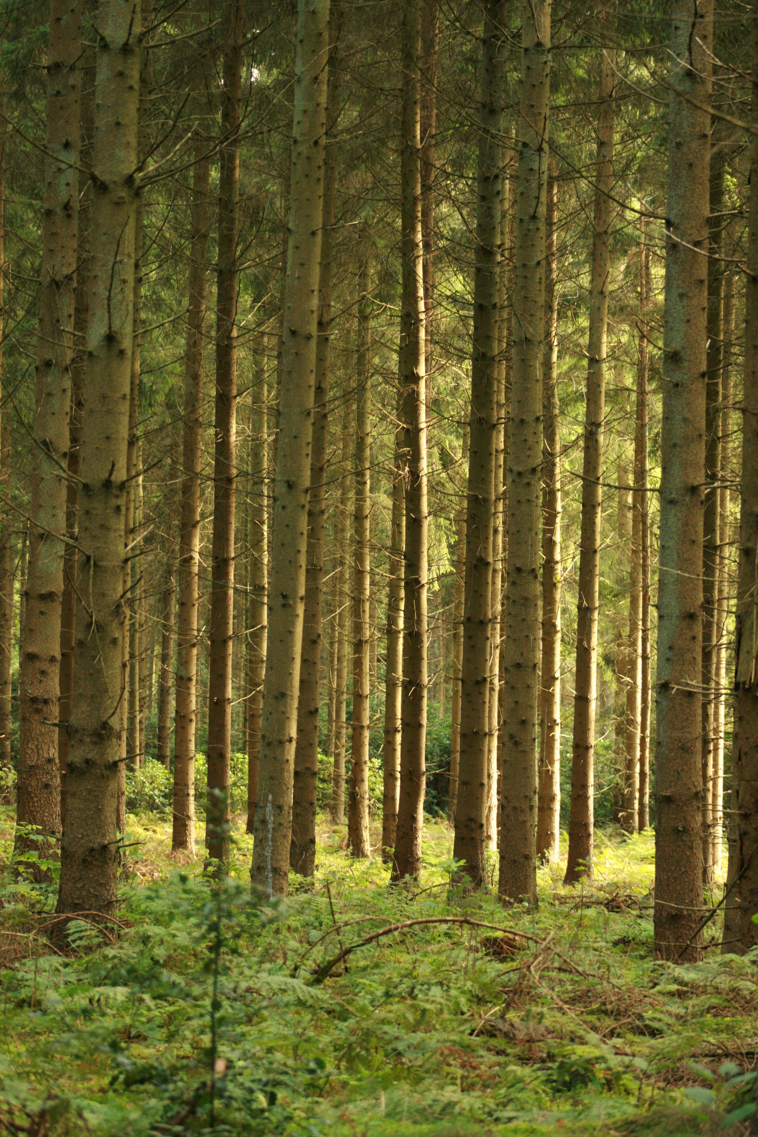 door-het-bomen-het-bos-niet-meer-zien