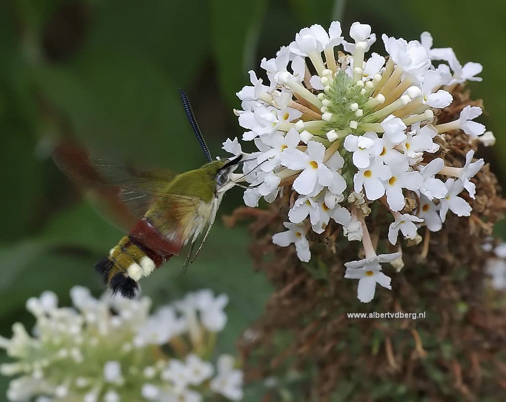 glasvleugelpijlstaartvlinder-0