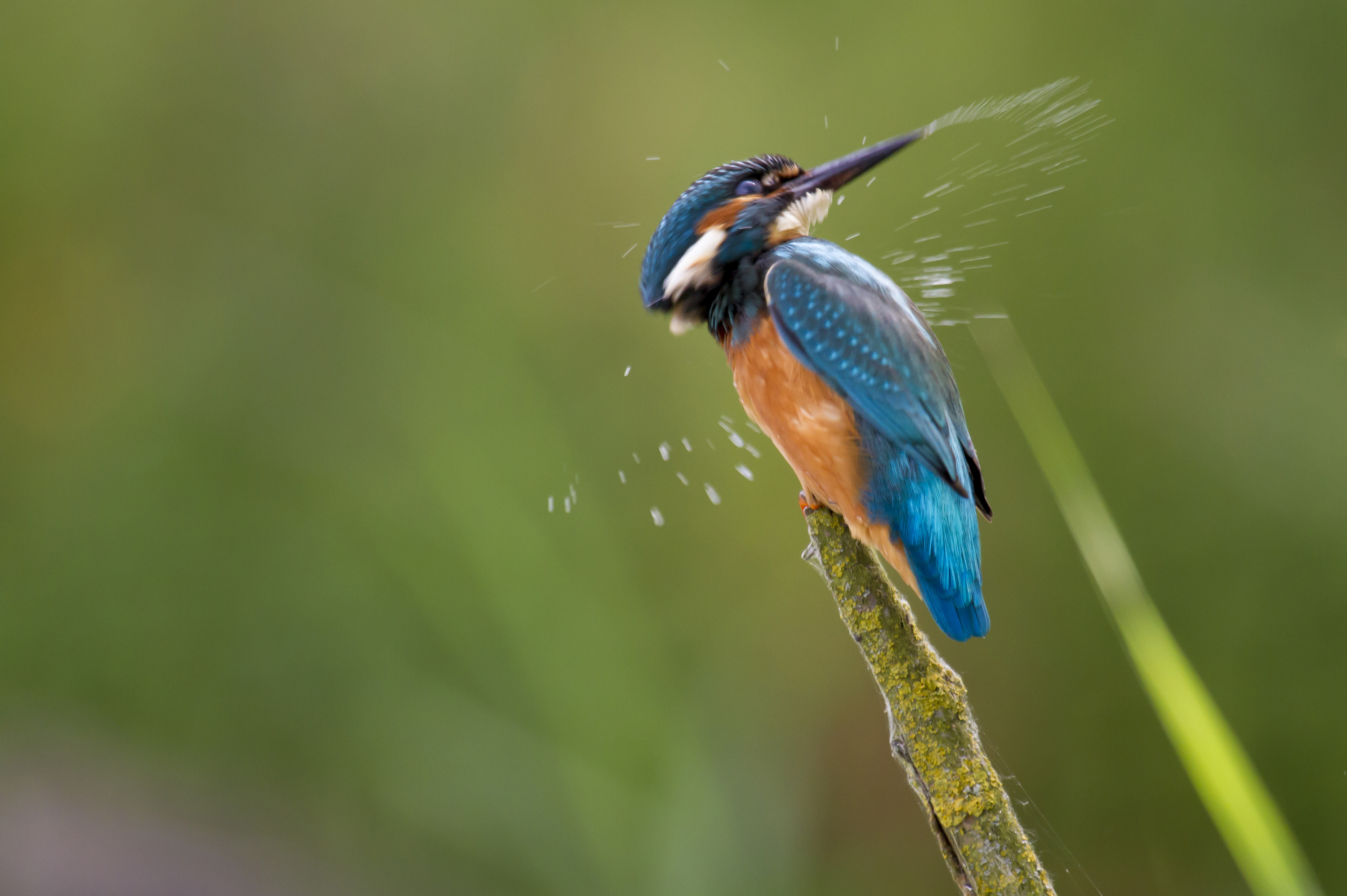kingfisher-0