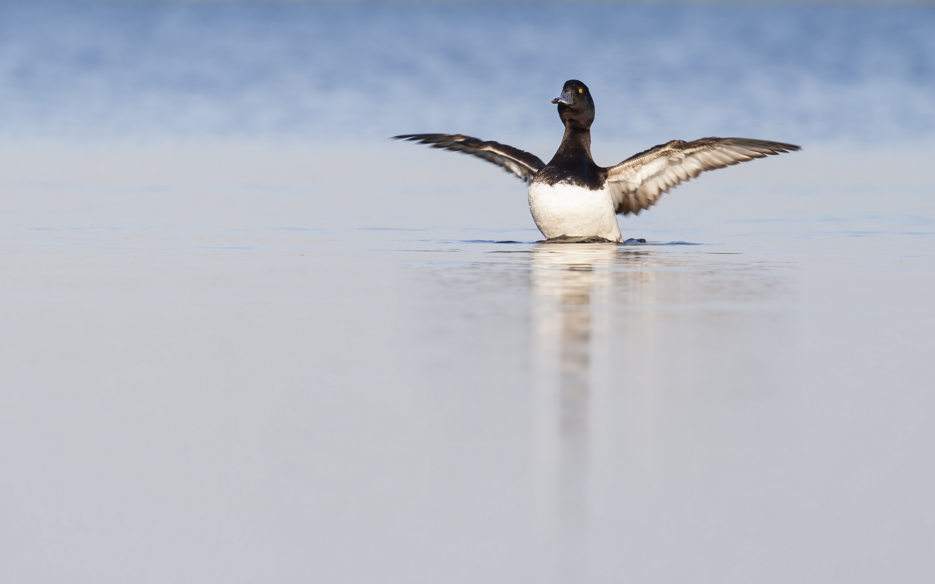 stijgend-naar-de-vrijheid