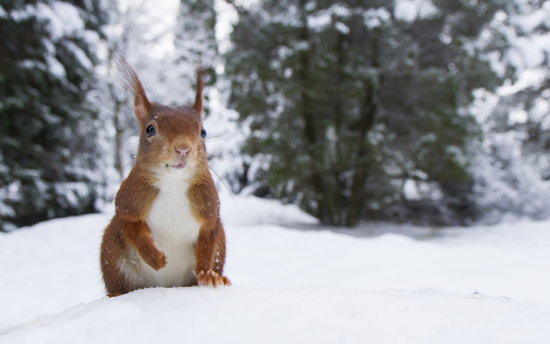 eekhoorn-van-dichtbij