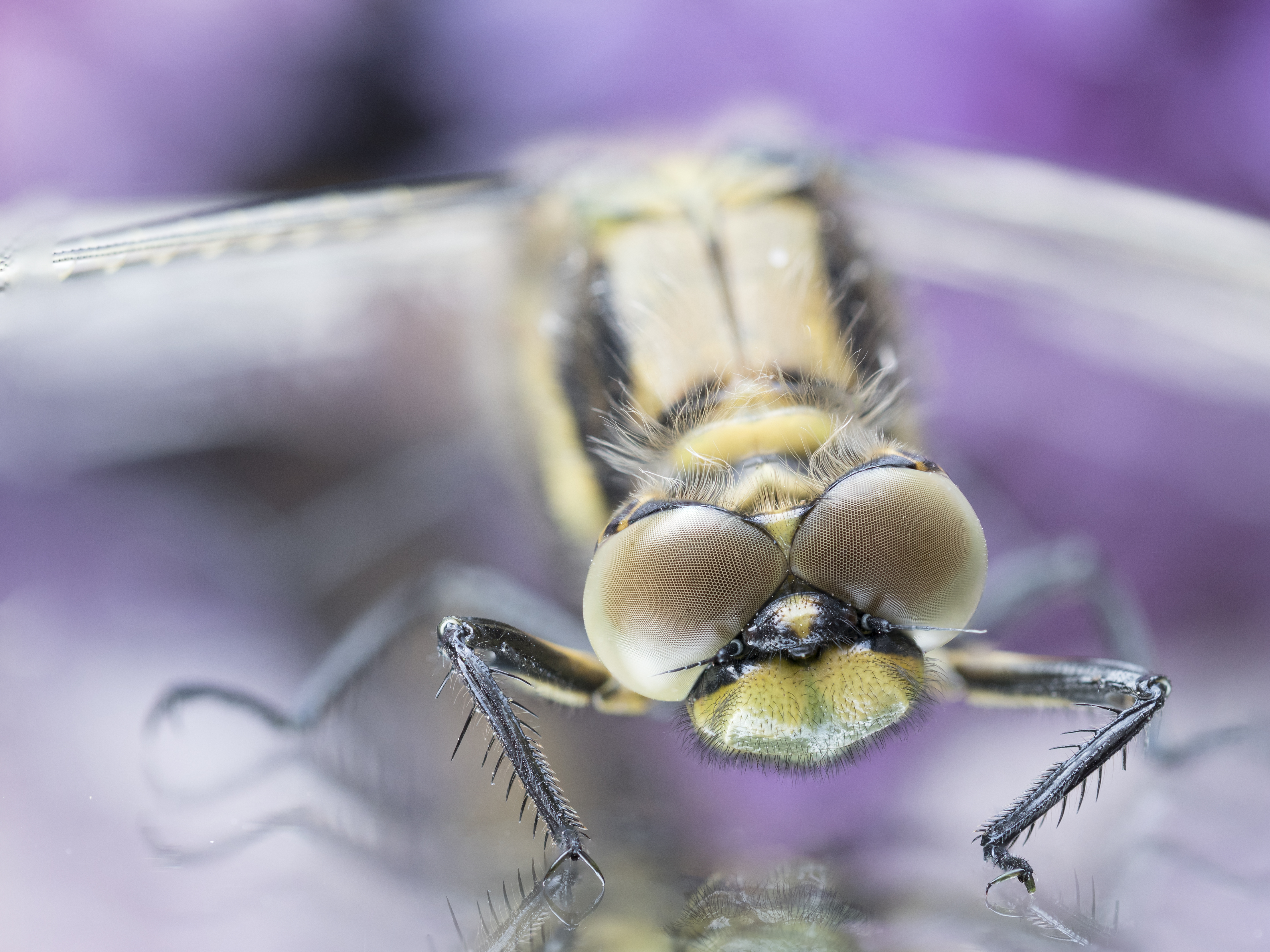 mirror-dragonfly