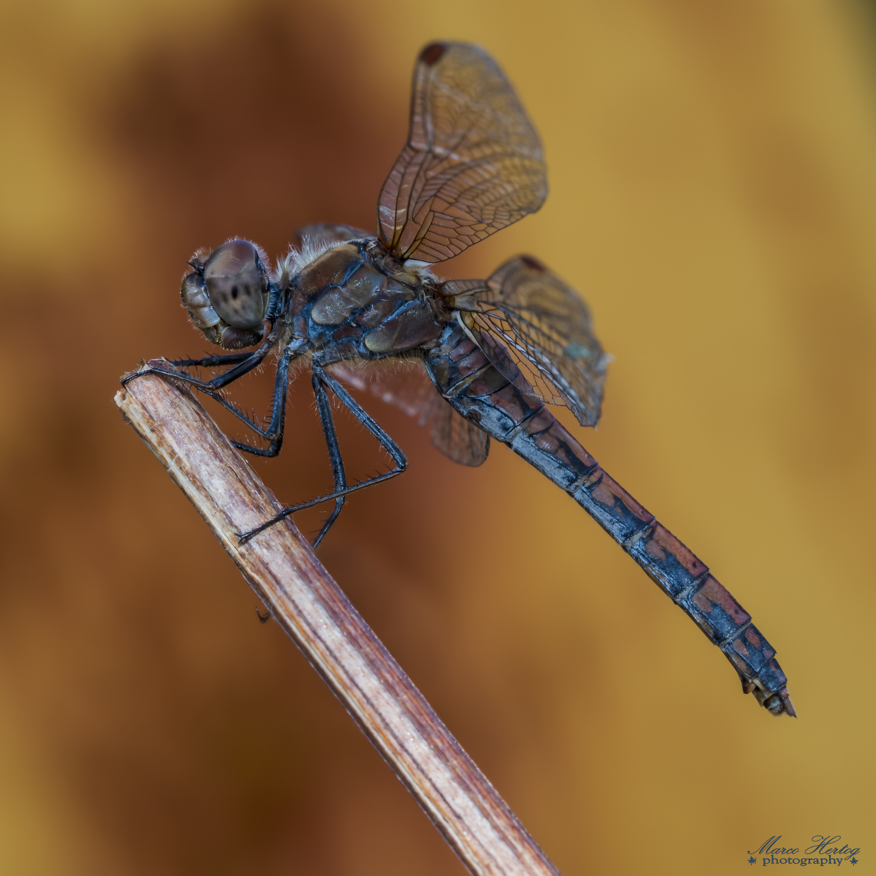 dragonfly-on-fire