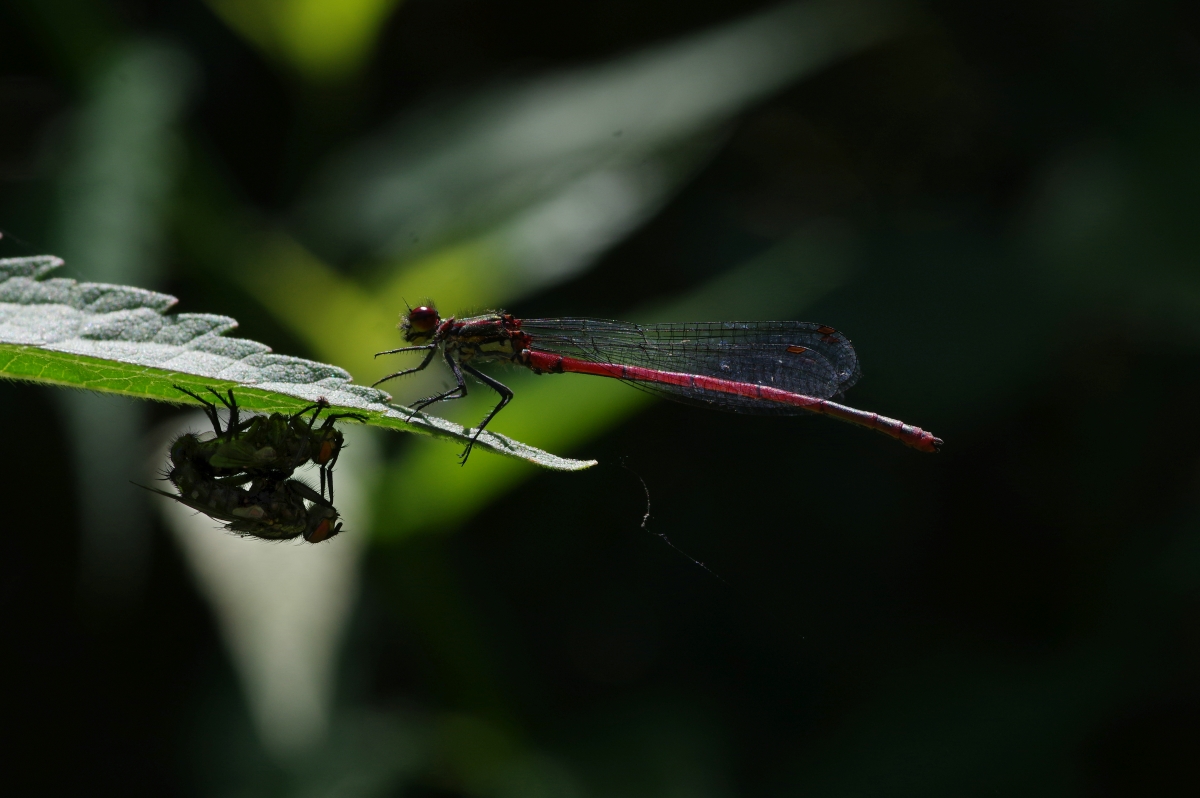 soms-weet-je-niet-wat-er-aan-de-andere-kant-gebeur