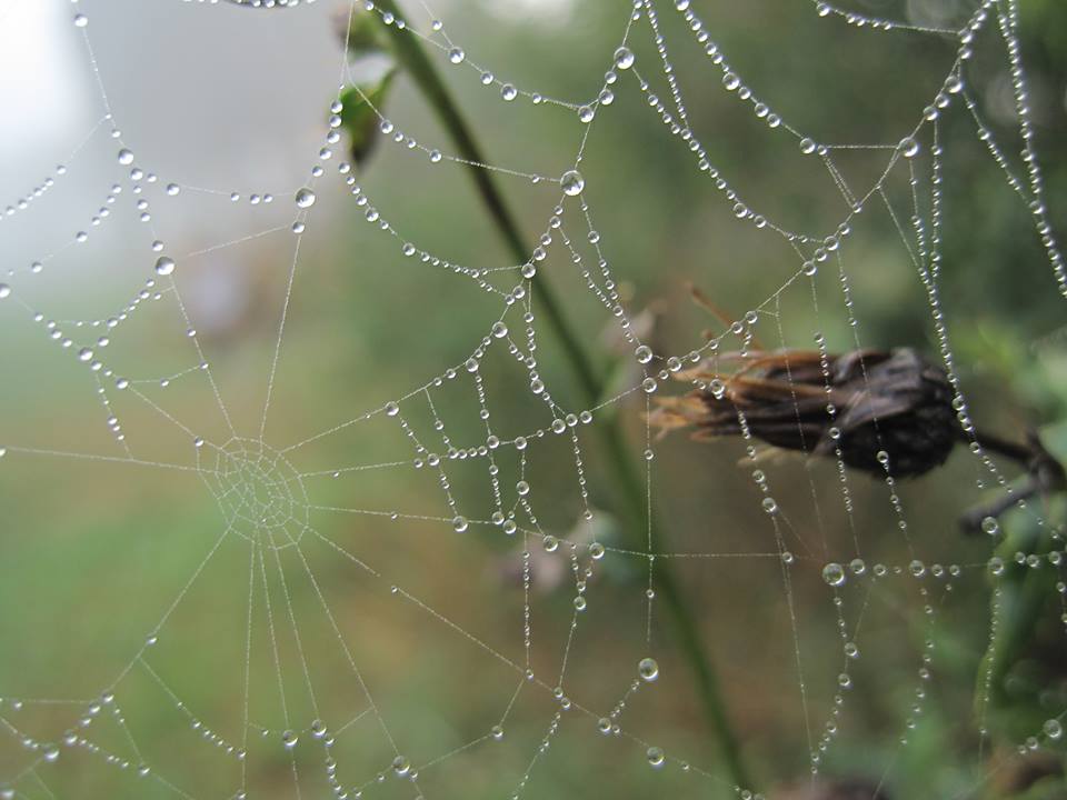 spinnenweb-met-dauw