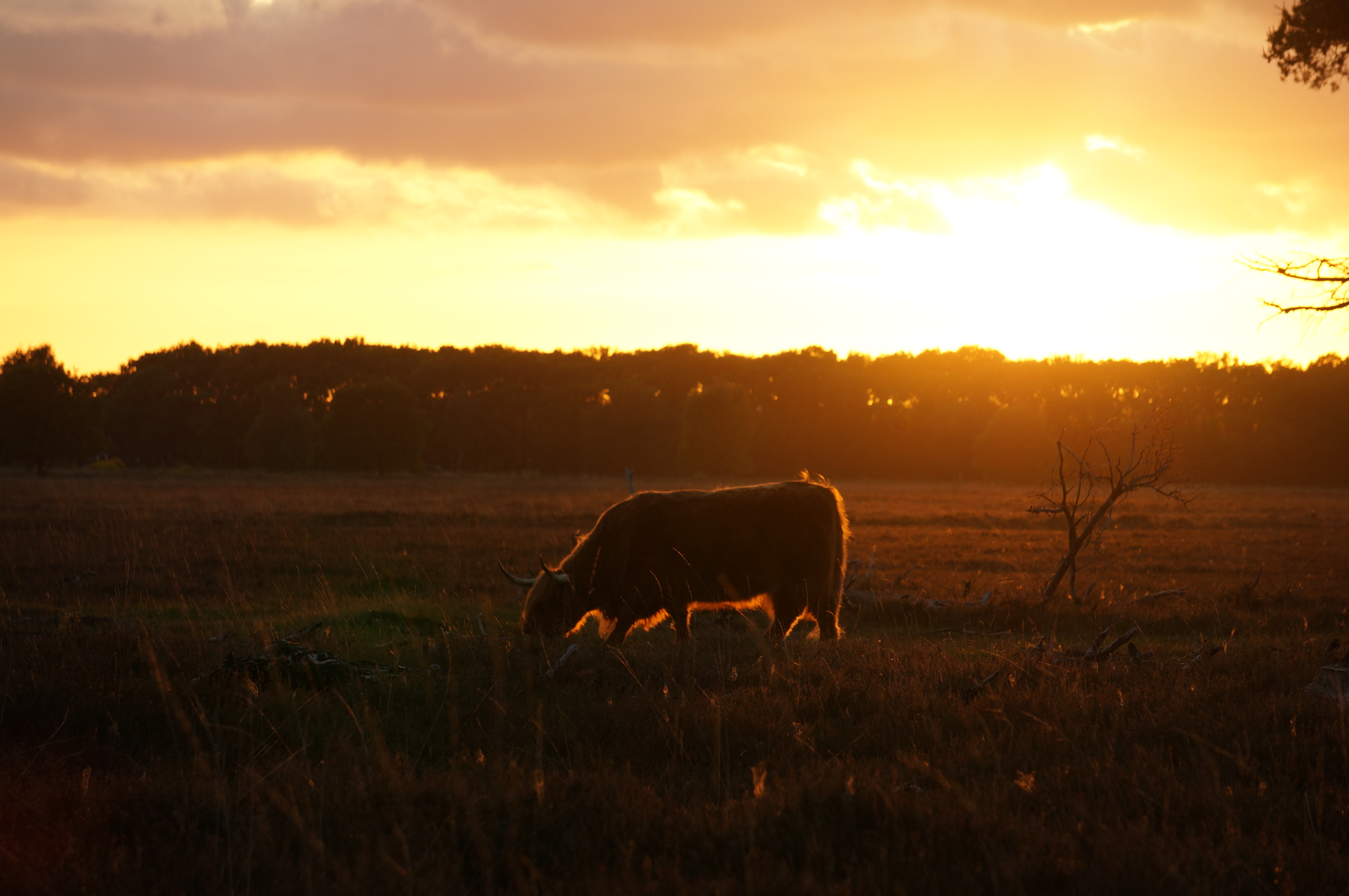 lekker-grazen-bij-de-ondergaande-zon