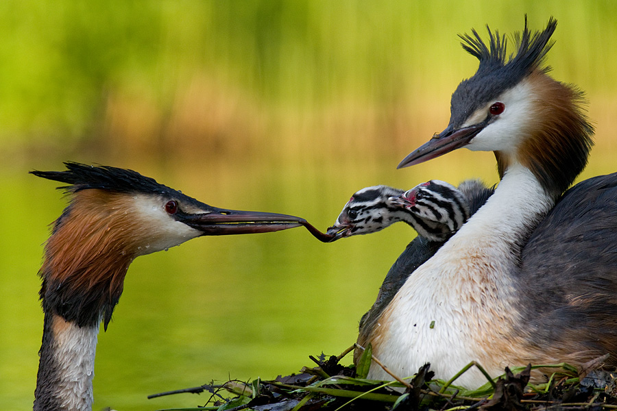 voedseloverdracht-bij-futen