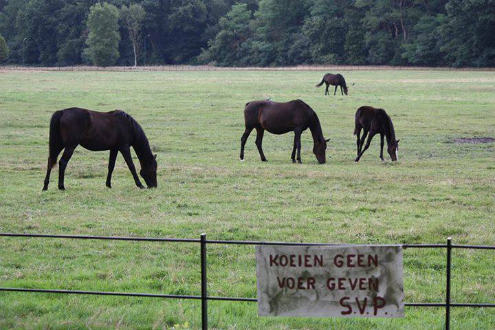 klik-op-de-link-hieronder-en-like-aub-mijn-foto-alvast-bedankt