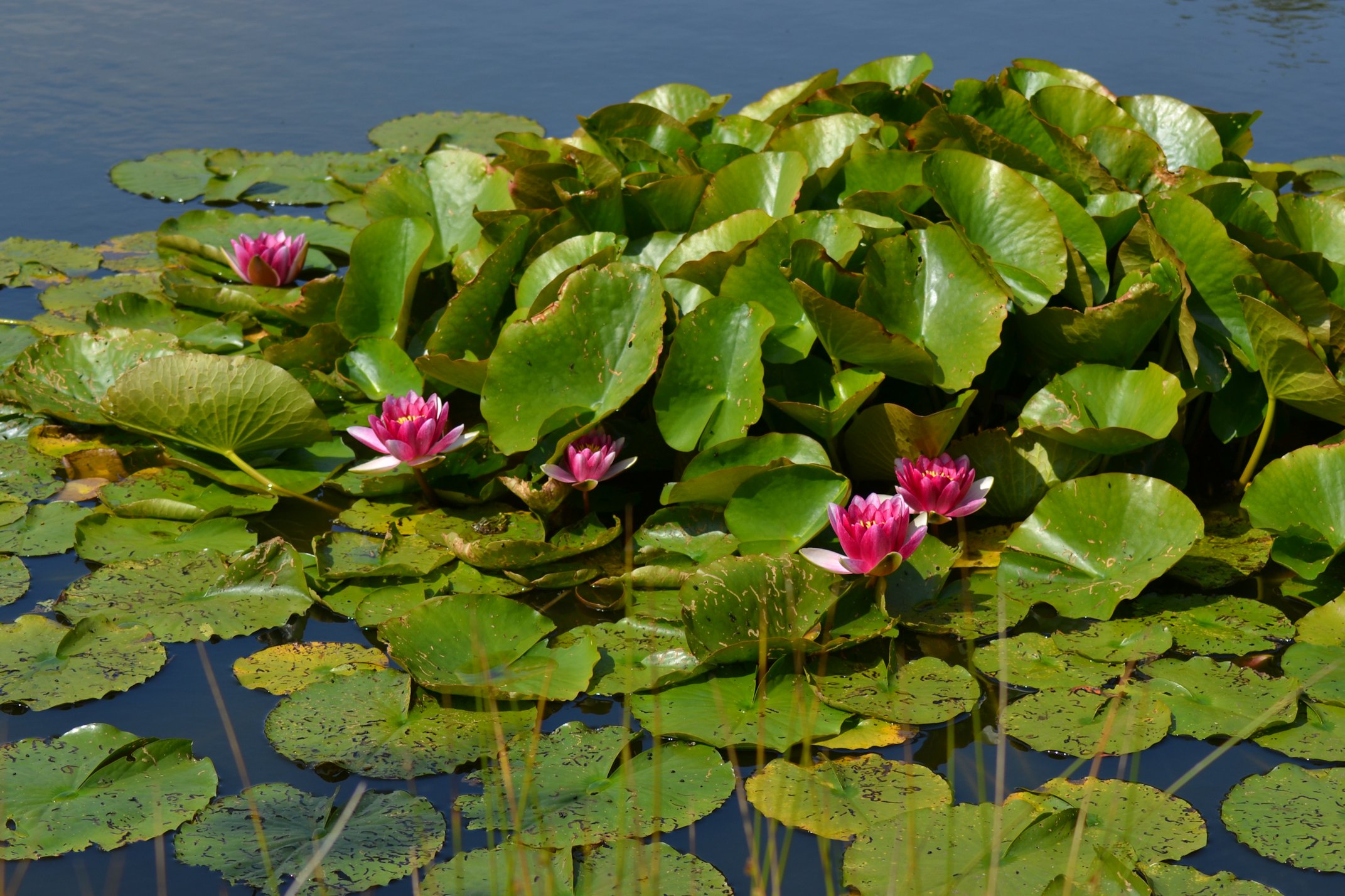 kikker-op-waterlellies