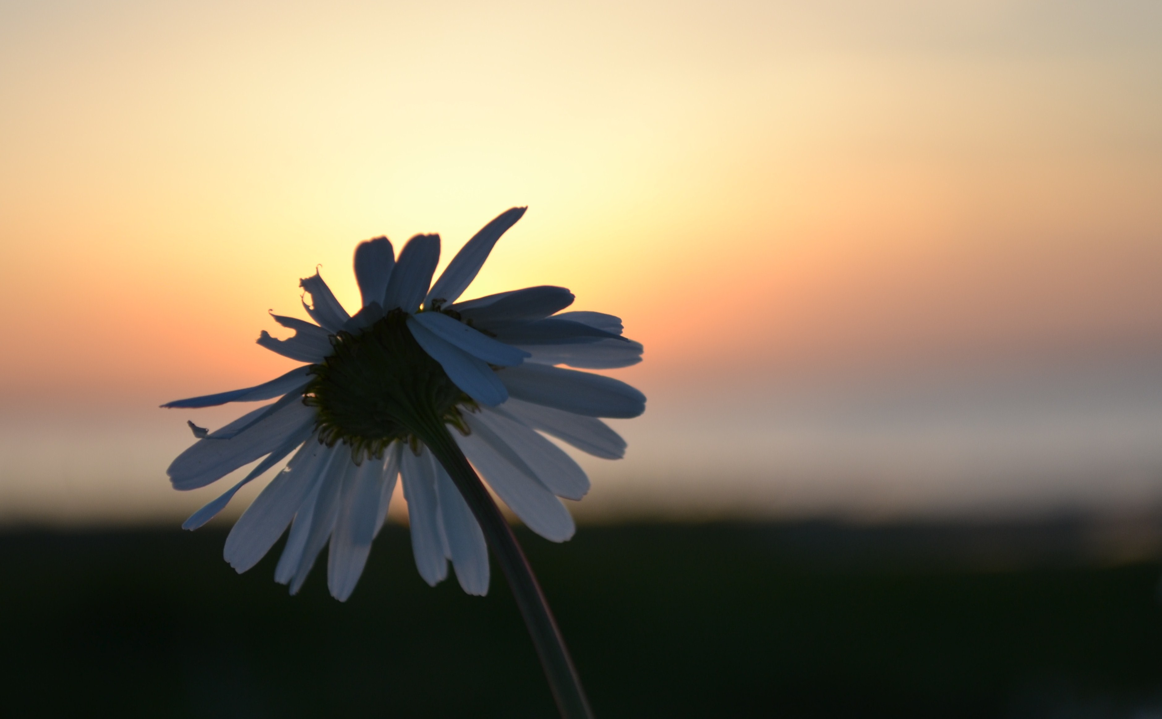 gevangen-in-het-avondlicht