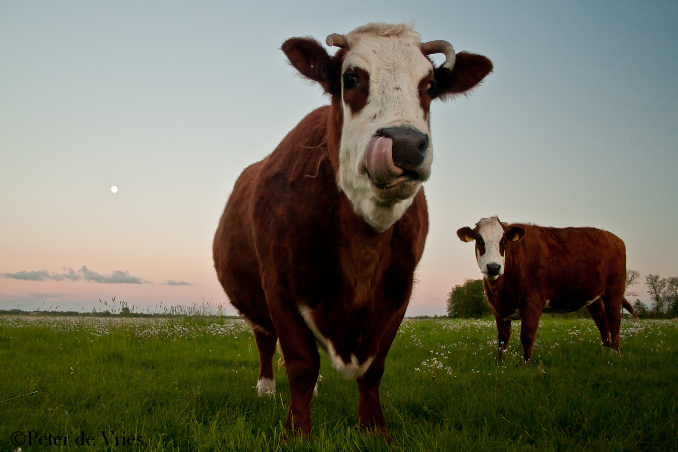 koeien-wereld