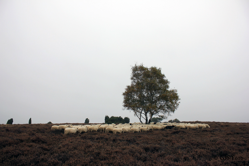 schapen-lemelerberg