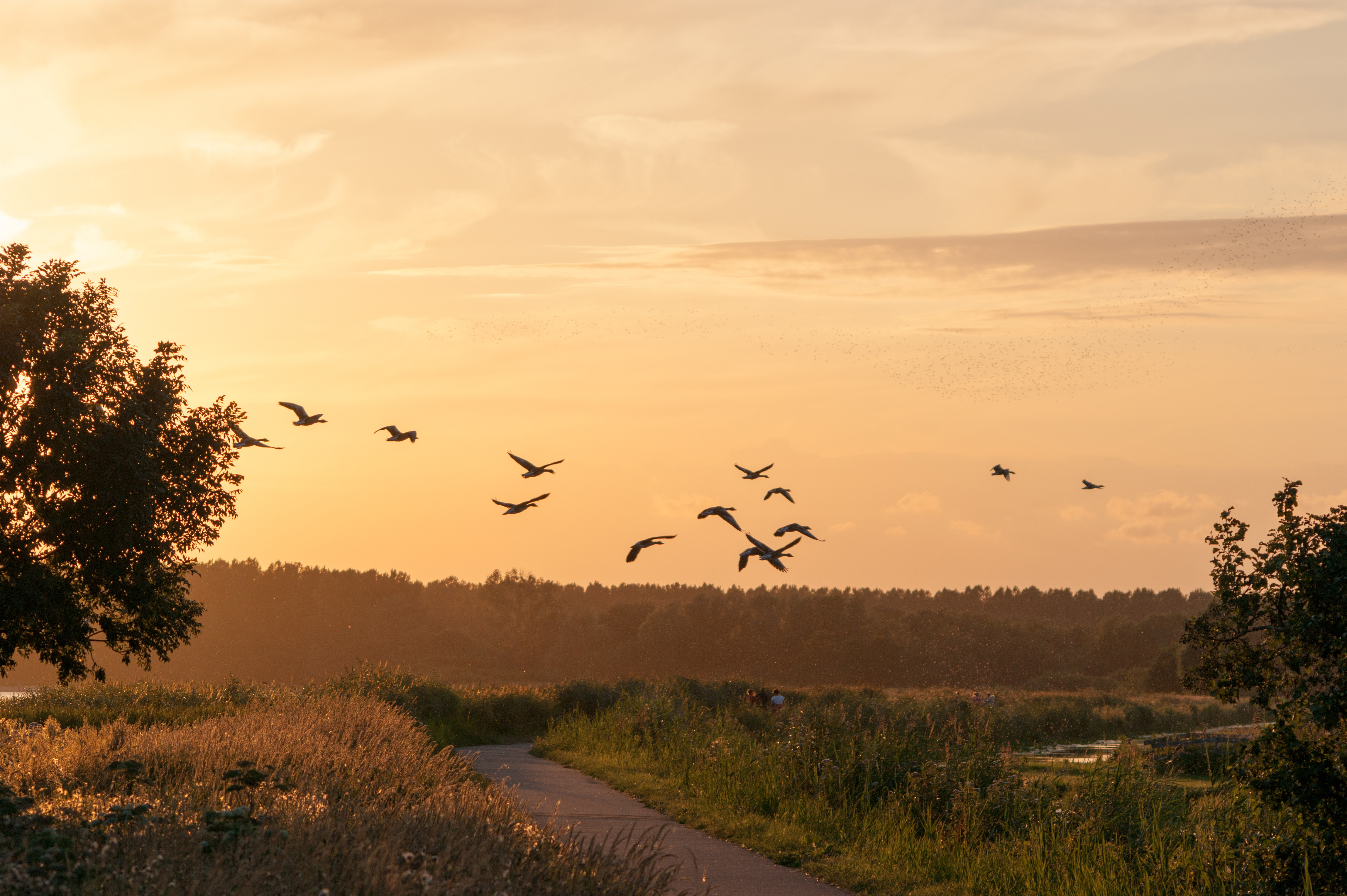 zonsondergang-bij-de-reeuwijkse-plassen