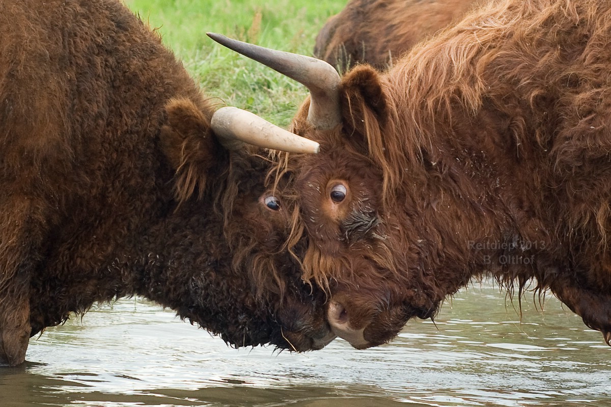hooglanders-oog-in-oog