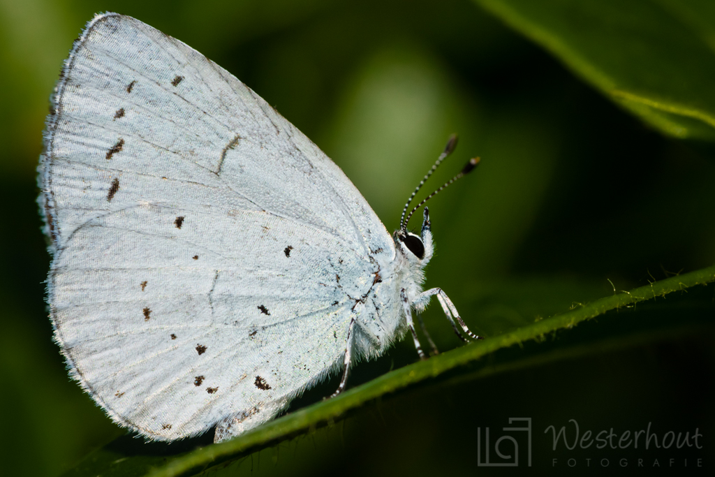 vlinder-in-de-texelse-bossen