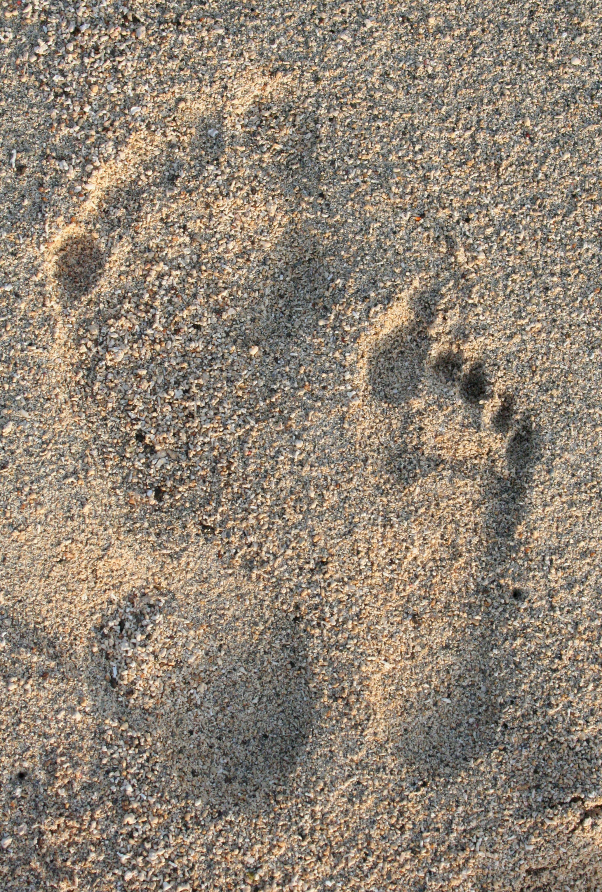 footprints-1