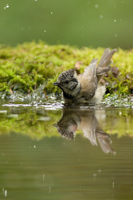 kuifmees-neemt-een-bad