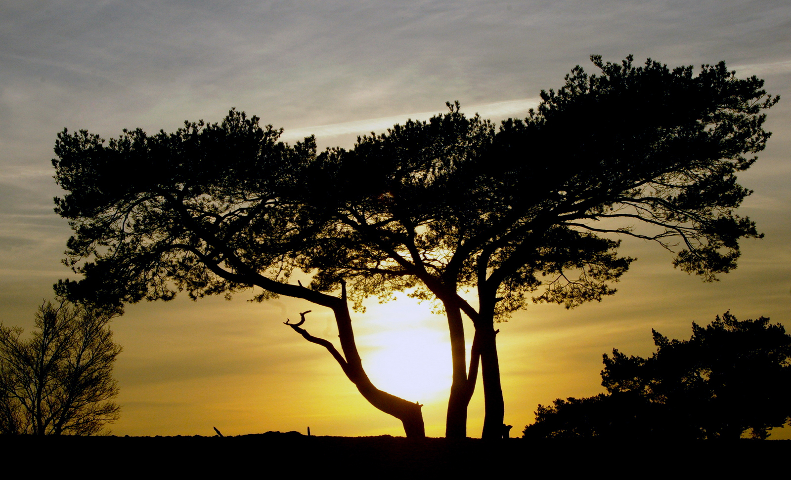 de-zon-gevangen-in-de-boom