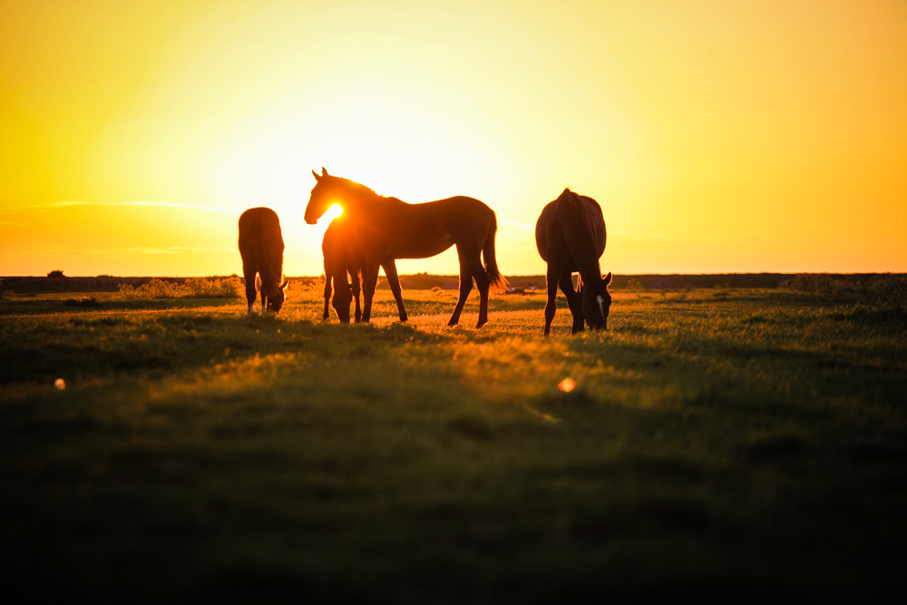 paarden-in-de-kwelder