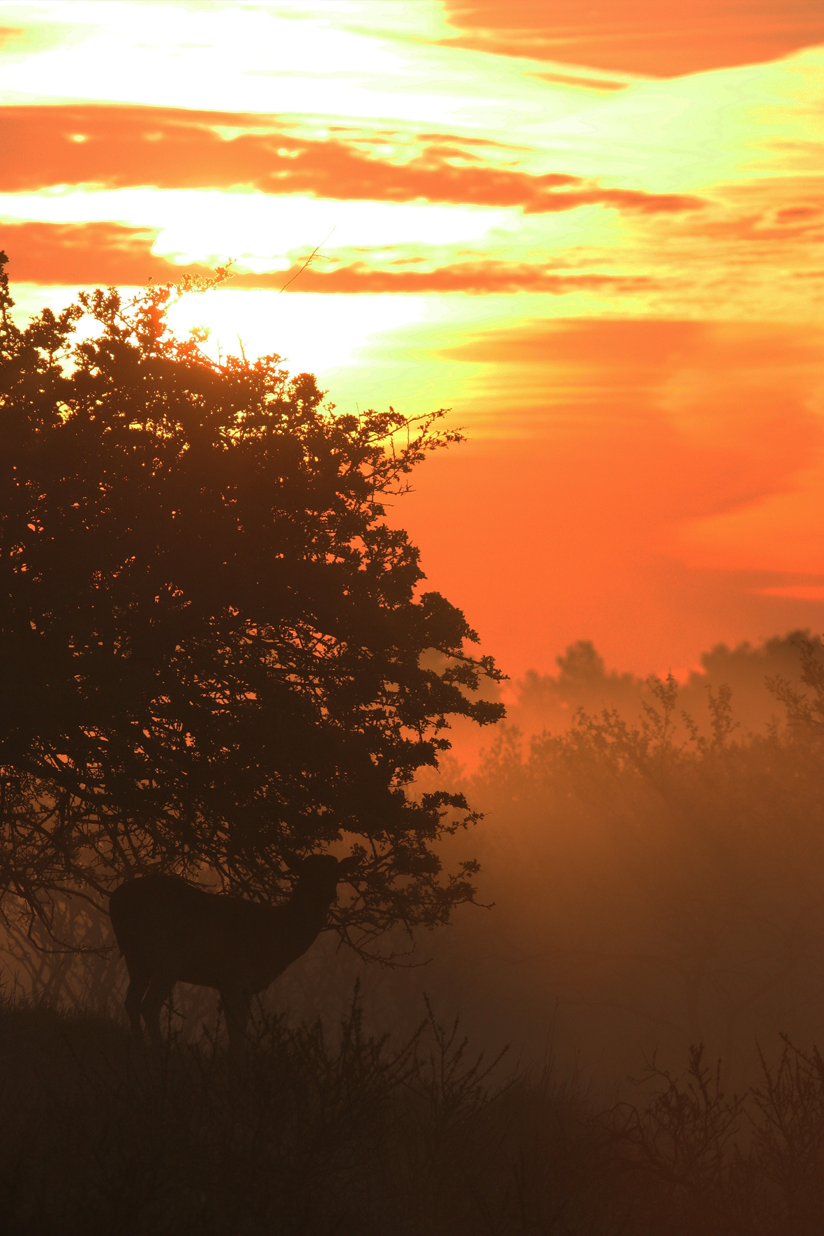 damhert-in-de-vroeg-morgen