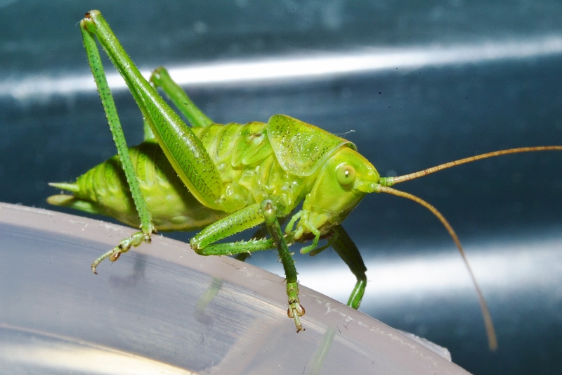 sprinkhaan-0-2