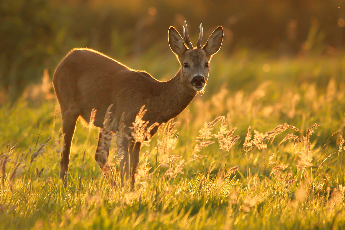 zonsondergang-kleuren