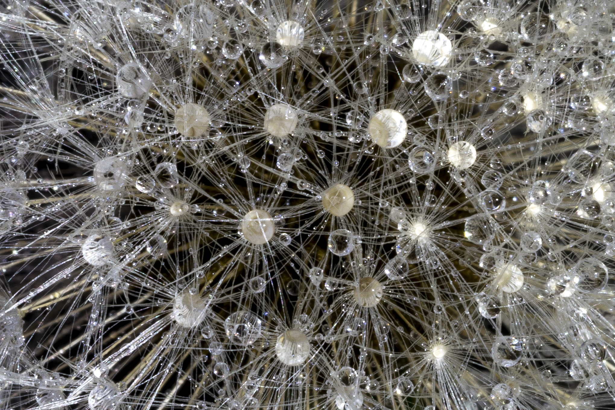 het-sterrenstelsel-van-de-paardenbloem-pluis