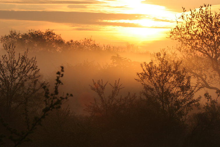 morgenstond-heeft-goud-in-de-mond-2