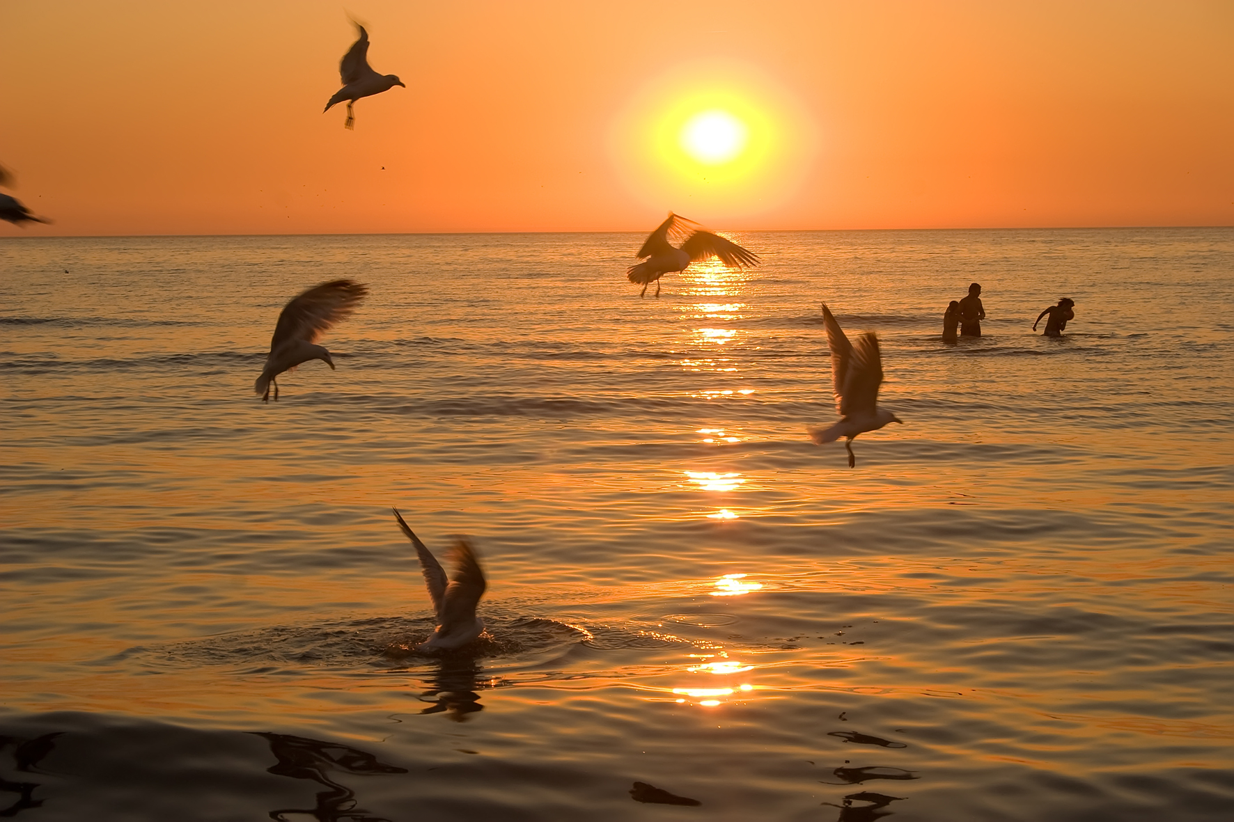 zon-zee-meeuwen-en-mensen