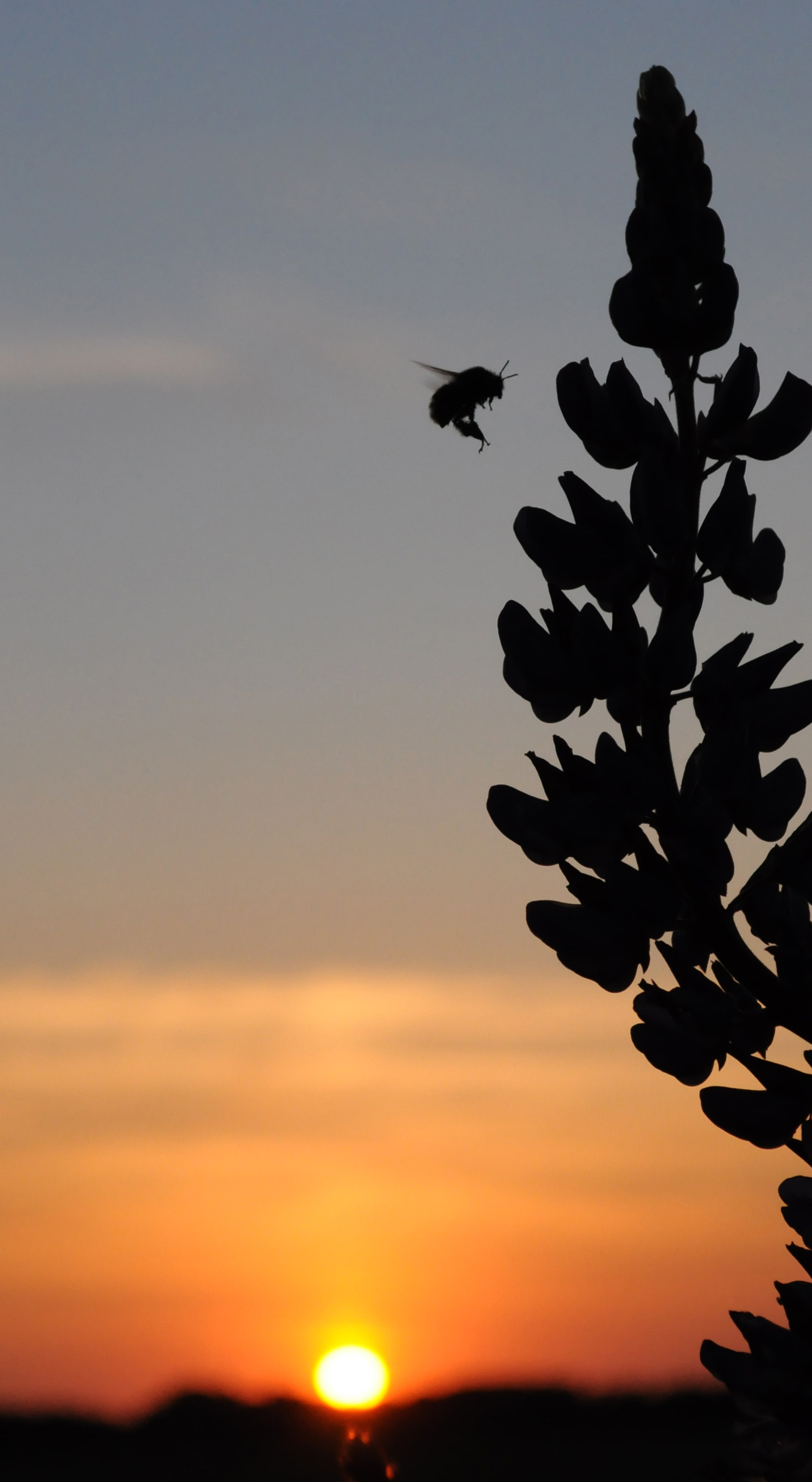 vliegende-hommel-met-ondergaande-zon
