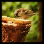 zonsondergang-terherne-friesland