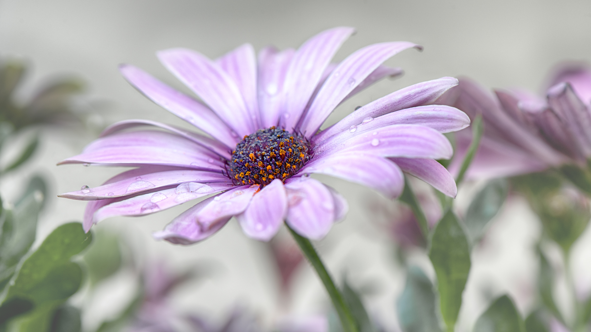 sundays-river-daisy-spaanse-margriet