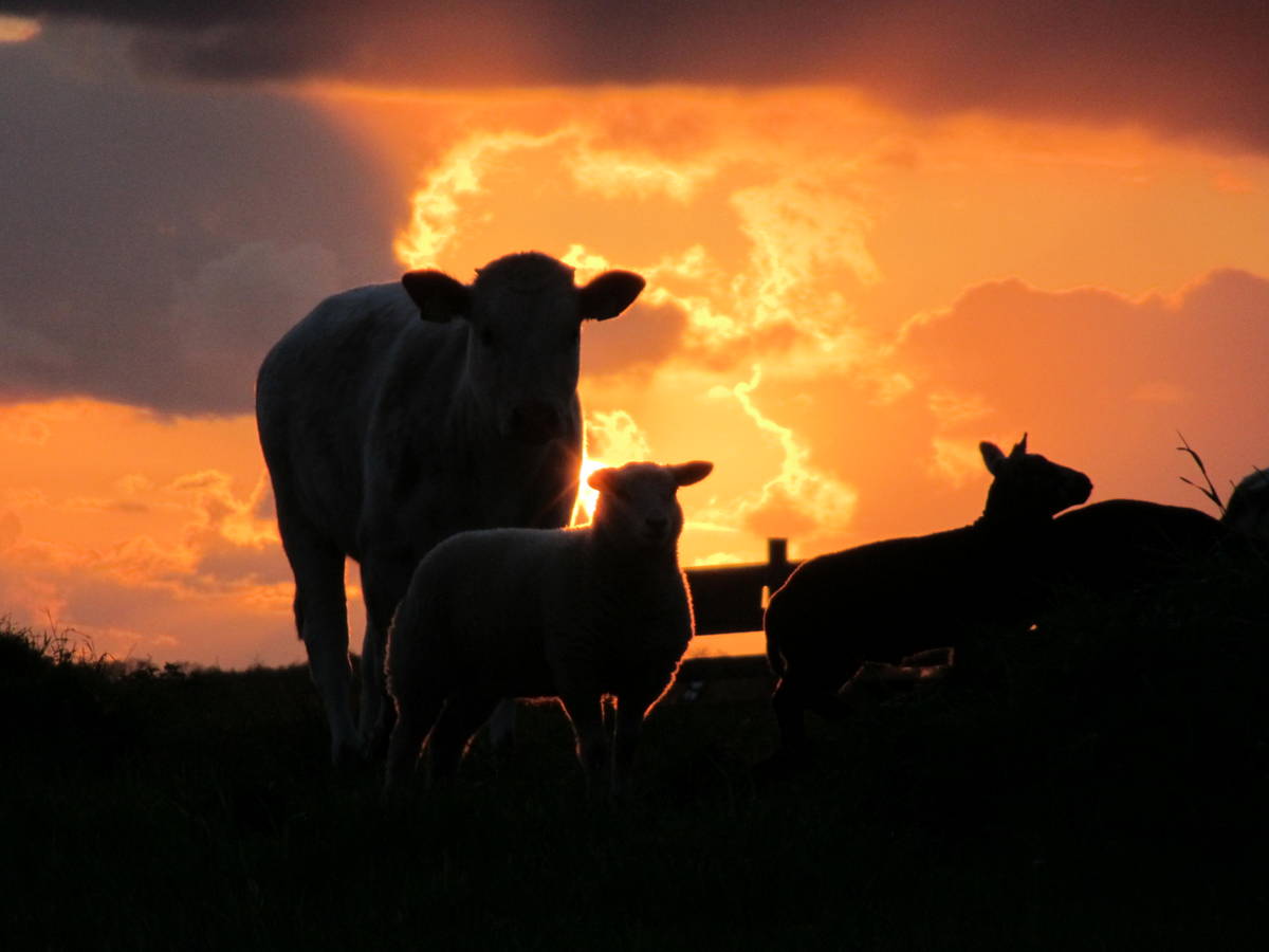 zonsondergang-in-kamerik-0