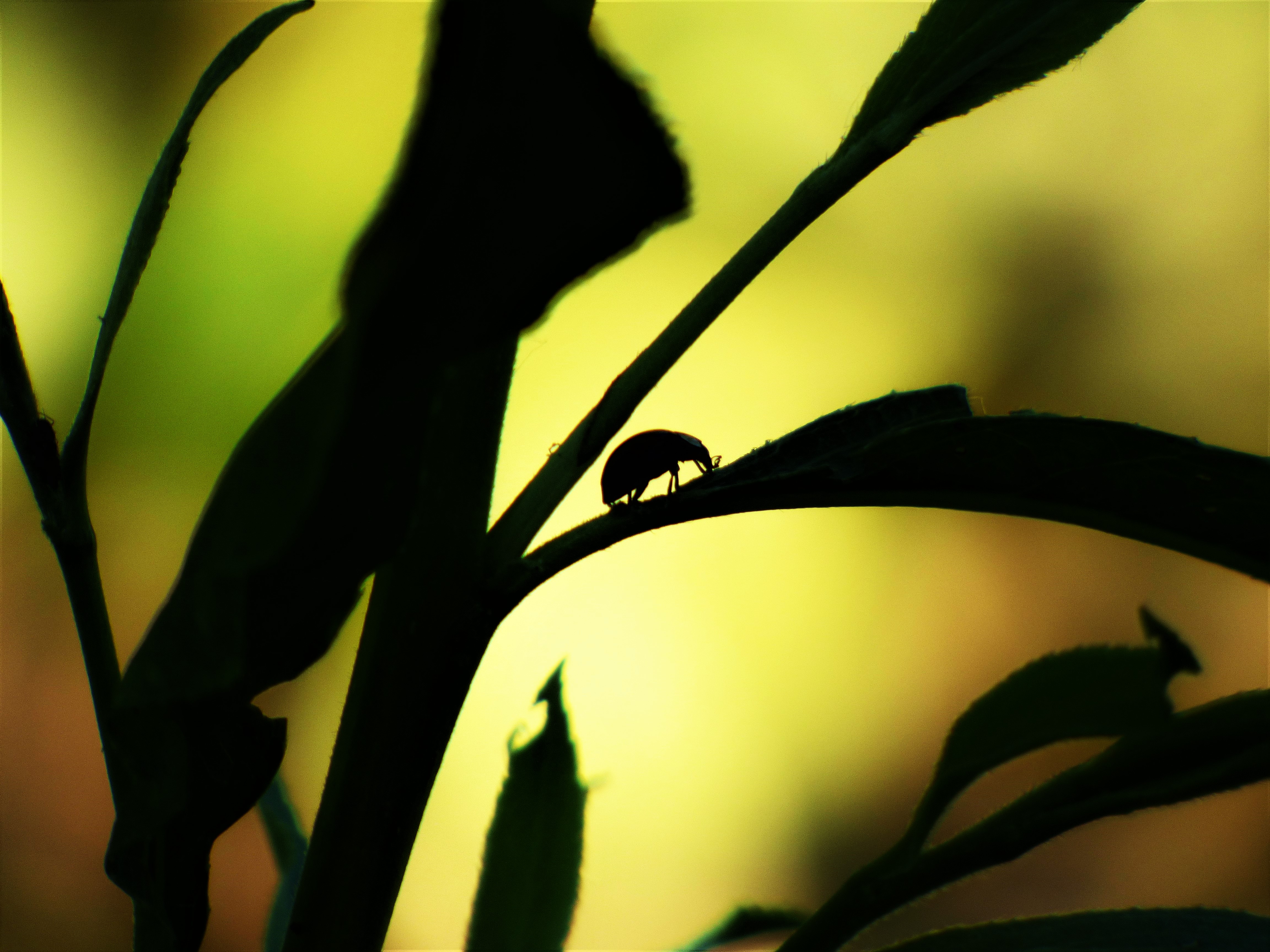 lieveheersbeestje-15