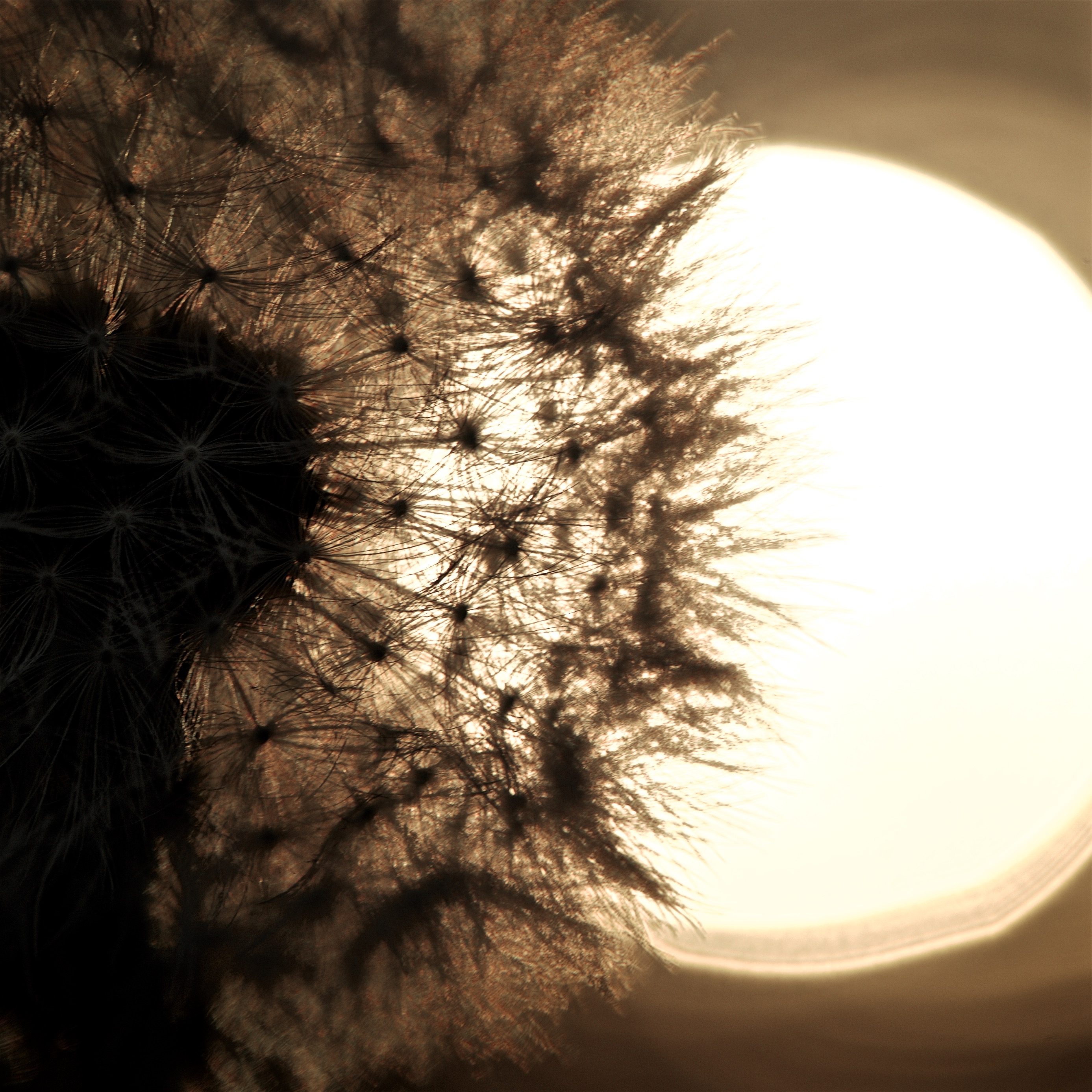 paardenbloem-bij-zonsondergang