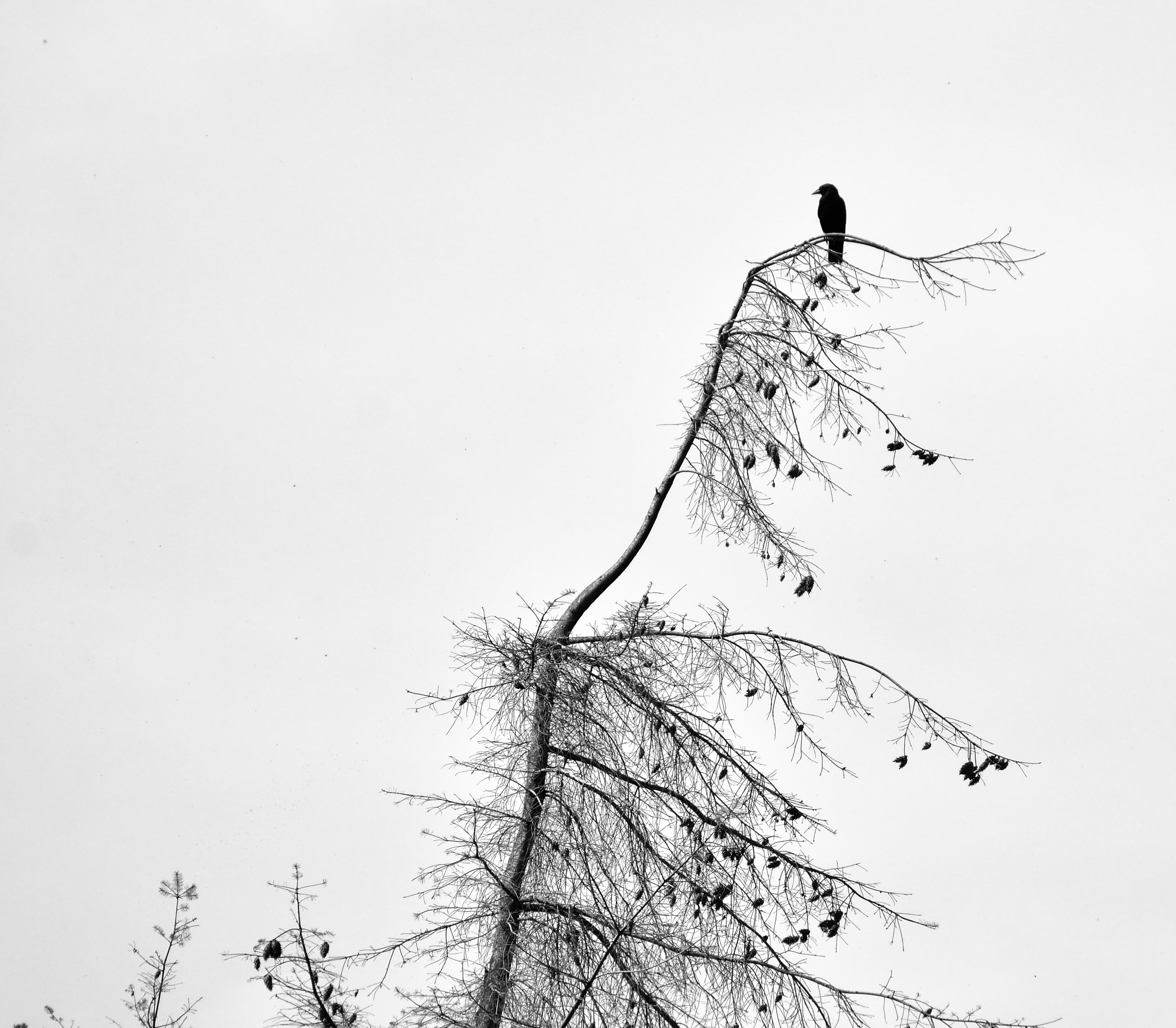 een-vogeltje-in-de-boom
