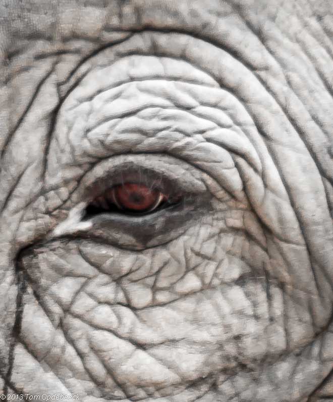 het-oog-van-de-olifant