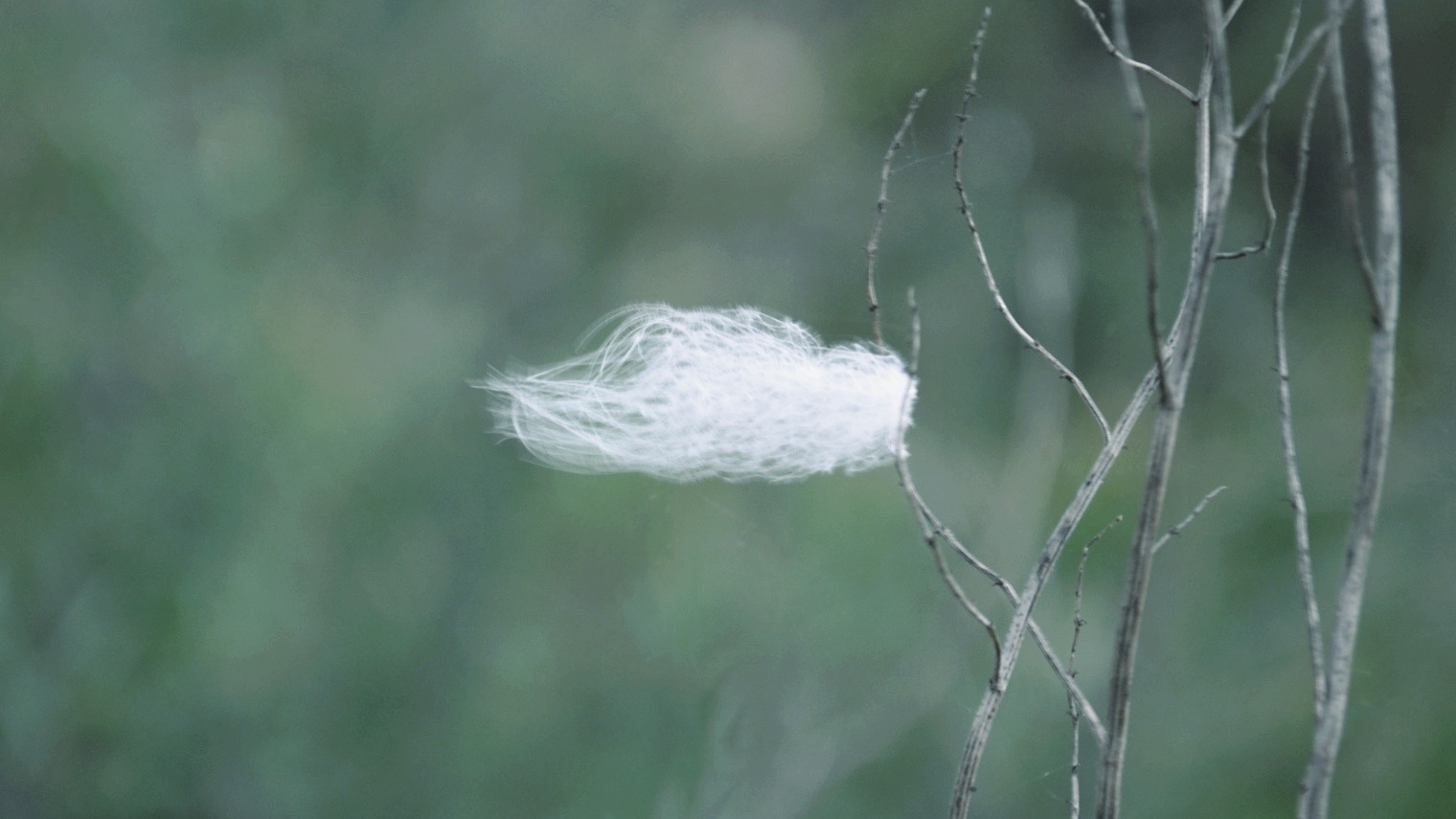 bask-you-in-the-warmth-of-my-wool-those-days-said-the-sheep