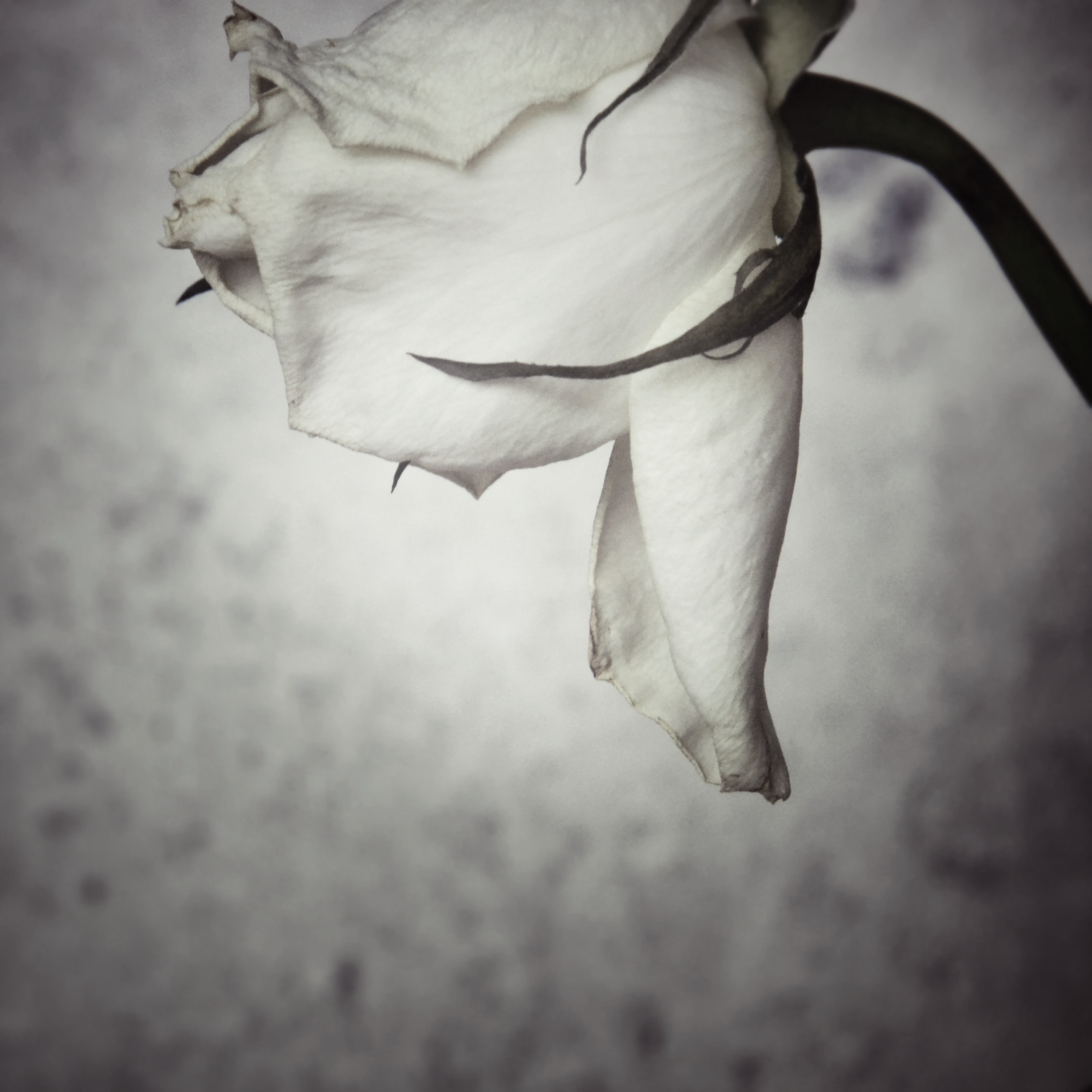 thank-you-for-your-glory