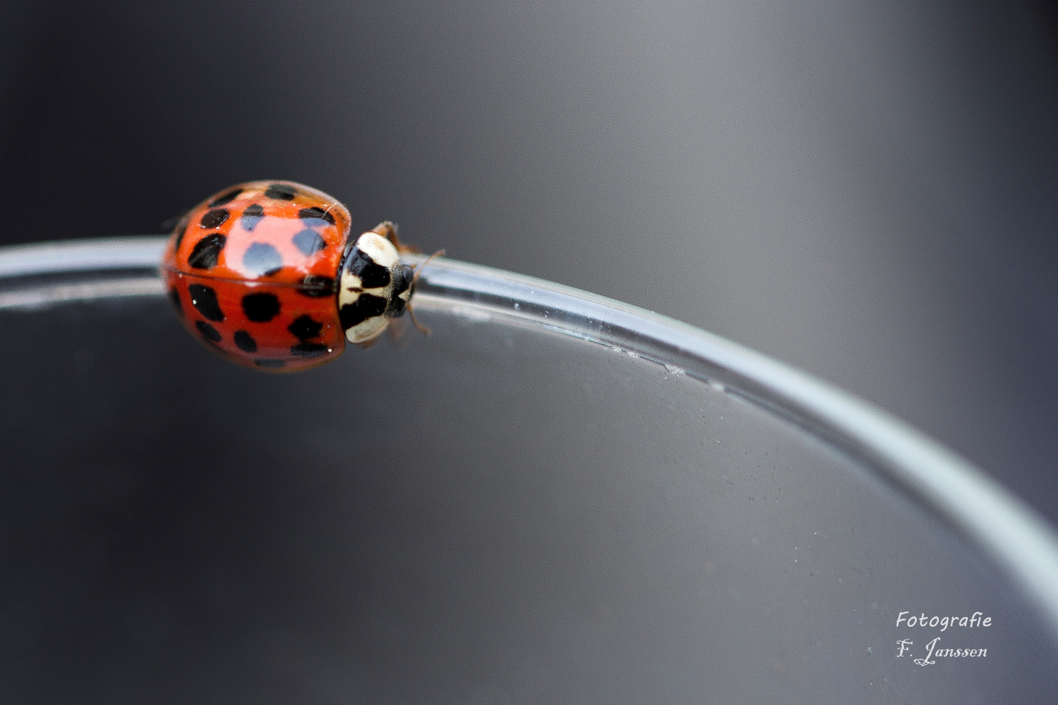 lieveheersbeestje-in-de-bocht