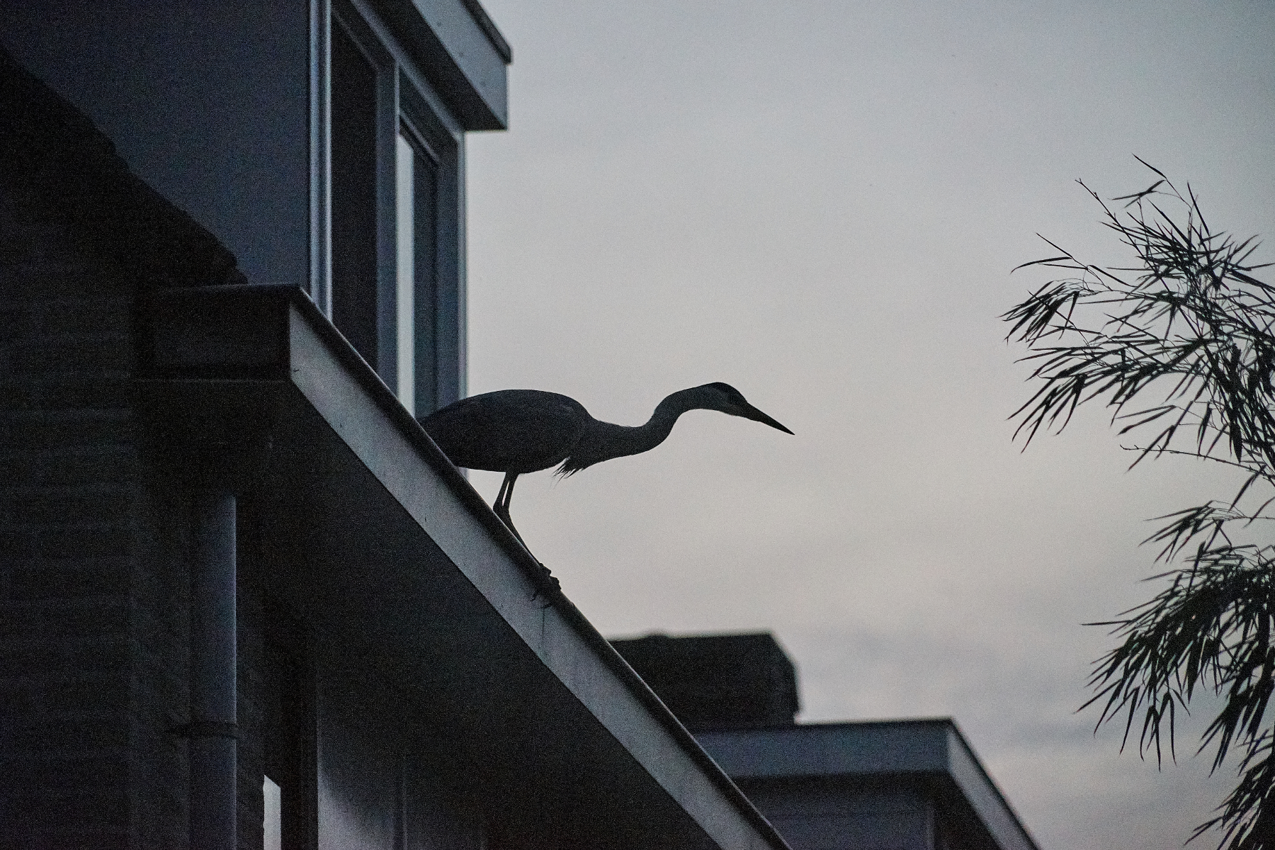late-night-fish-snack