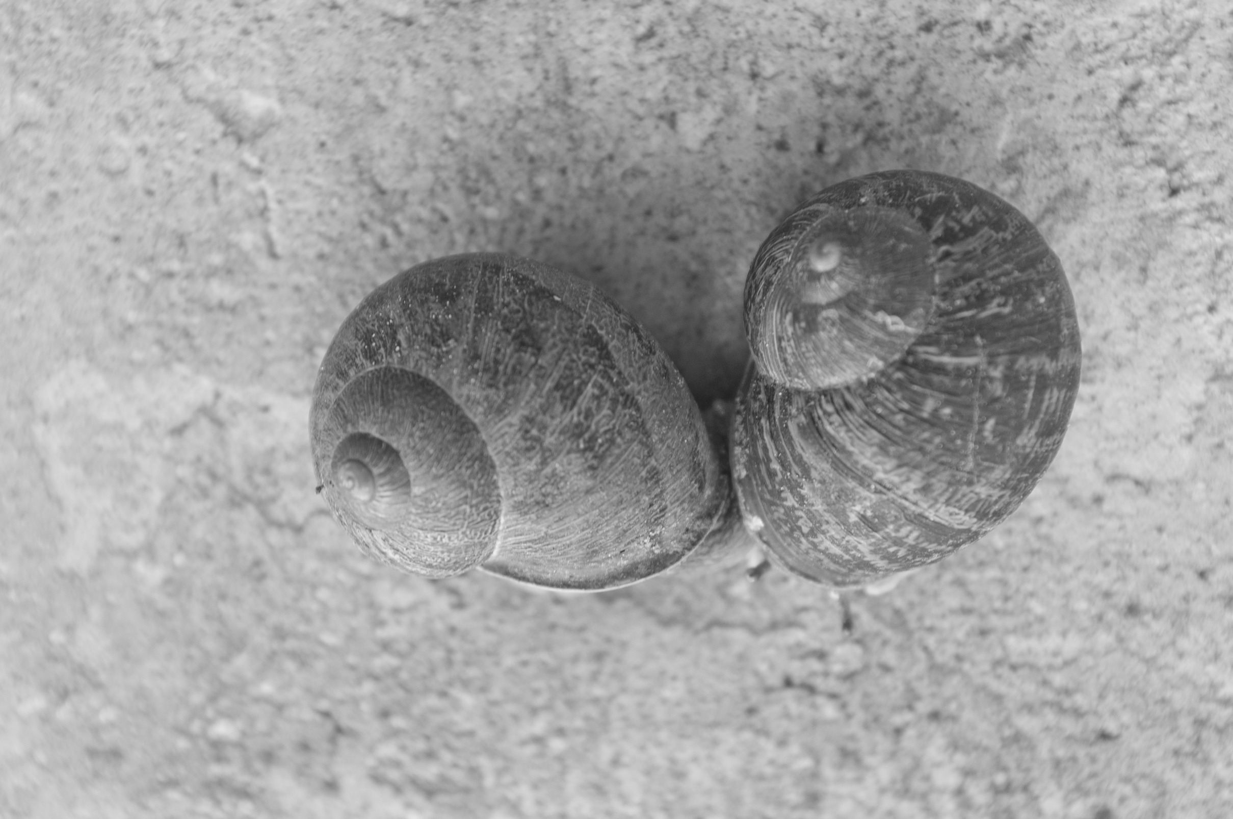 tweewoonst-met-inhoud