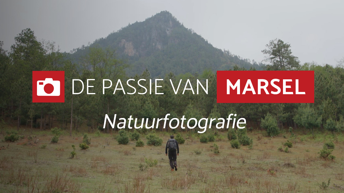 alles-over-natuurfotografie