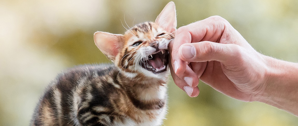 kattenfotografie-volg-de-workshop