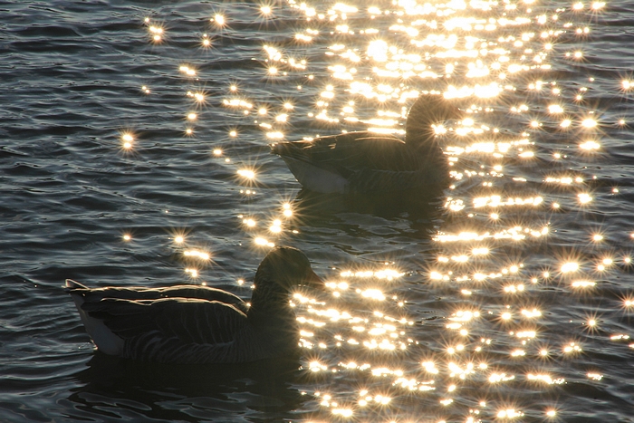 ganzen-in-de-spotlights