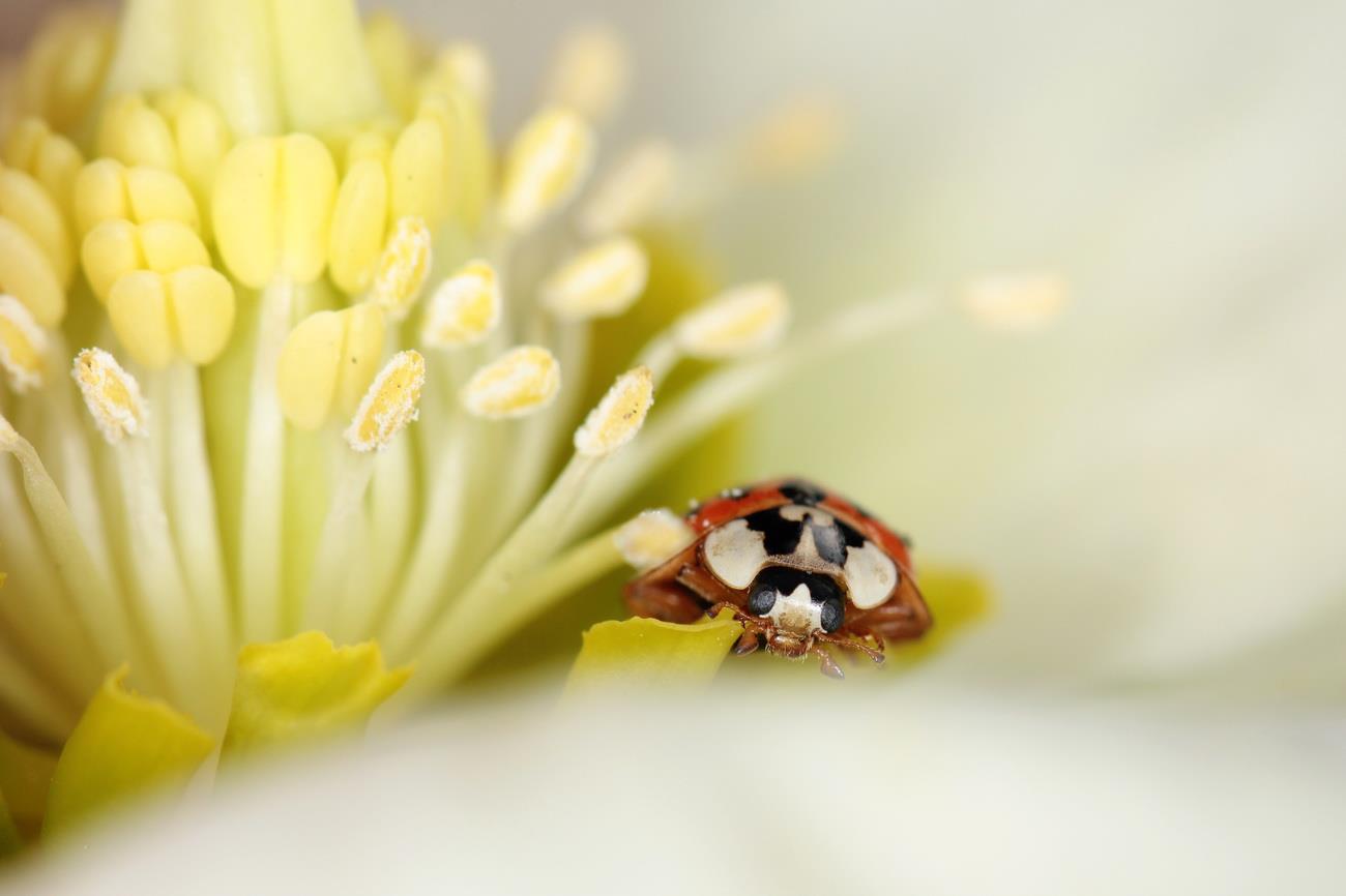 ladybug-on-the-move